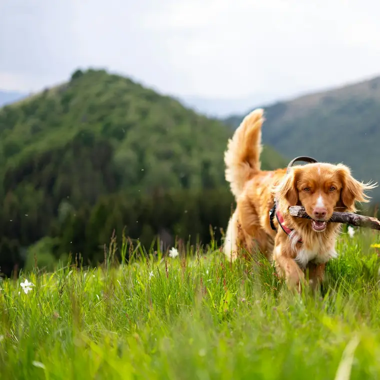 Pet care